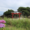 紫陽花と鳥居その２