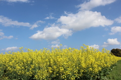 青空と菜の花畑その２