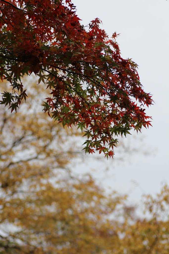 ２０１６紅葉を求めて（関之尾の滝周辺）⑦