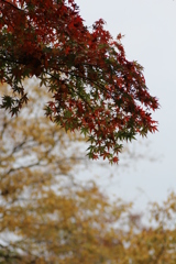 ２０１６紅葉を求めて（関之尾の滝周辺）⑦