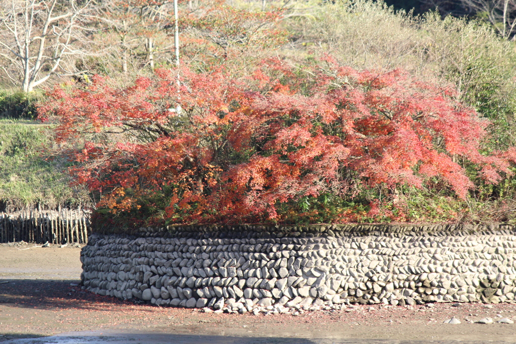 石山観音池の紅葉