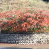 石山観音池の紅葉