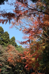 紅の葉を求めて⑤