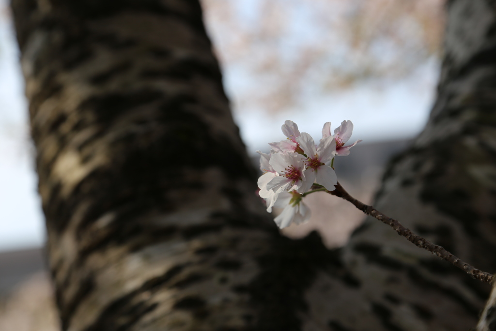 桜の木肌①