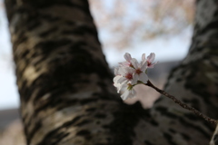 桜の木肌①