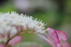 装飾花と真花