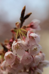 ２０１８寒桜④