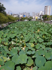 青井阿蘇神社その３