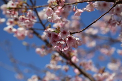 伊東小室桜④