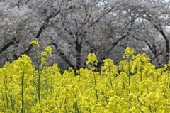 菜の花をメインにしたら・・・