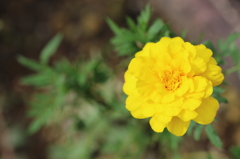 聖母マリアの黄金の花