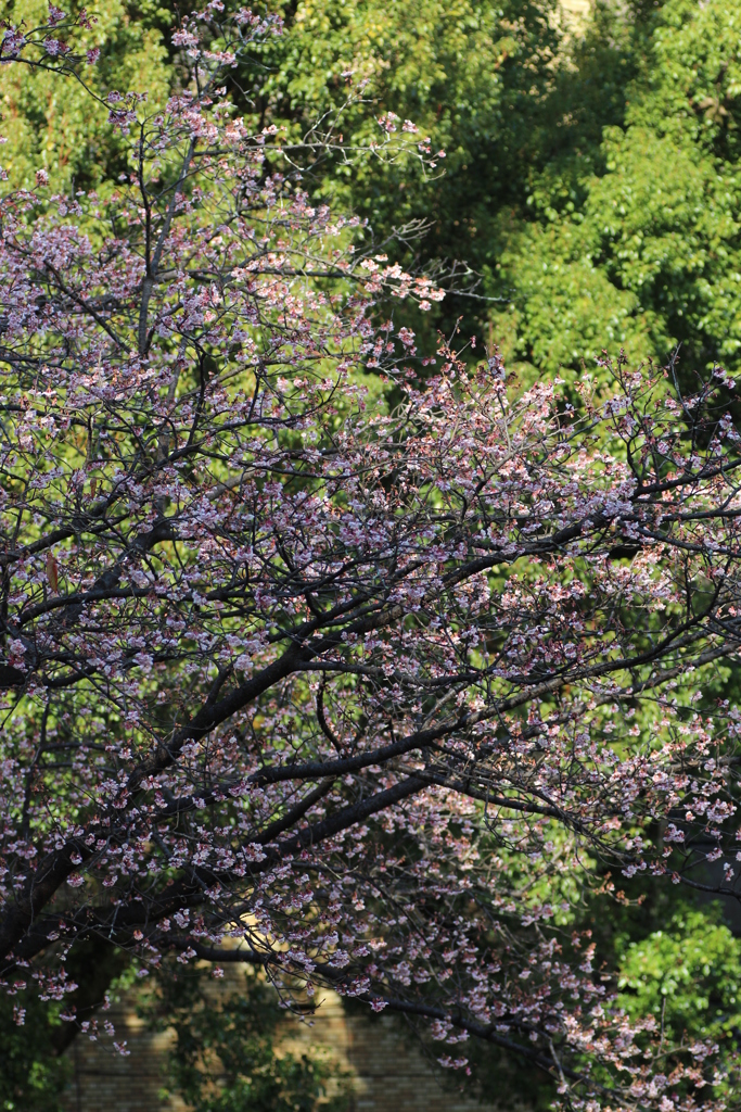 ２０１９春探し（寒桜）⑦
