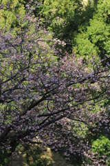 ２０１９春探し（寒桜）⑦