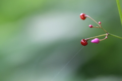 蜘蛛の糸に引かれしハゼラン