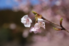 伊東小室桜⑤