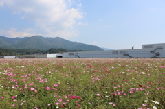 コスモス畑 in グリーンパークえびの②