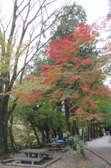 紅葉を求めて（関之尾の滝）②