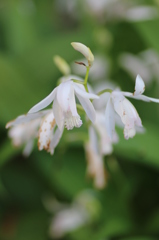 シロバナシラン