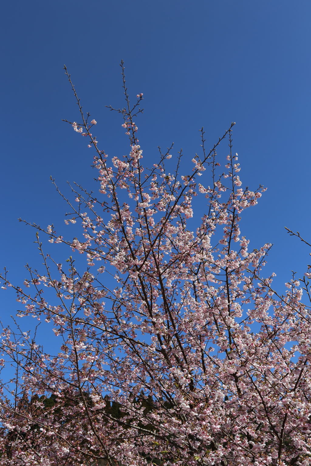 伊東小室桜②