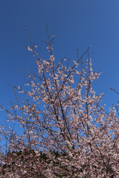 伊東小室桜②