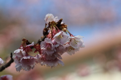 寒桜その１