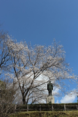 歴史資料館の桜②