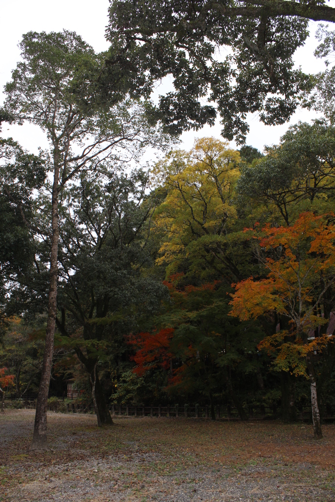 ２０１６紅葉を求めて（関之尾の滝周辺）⑩