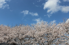 青空と桜その１