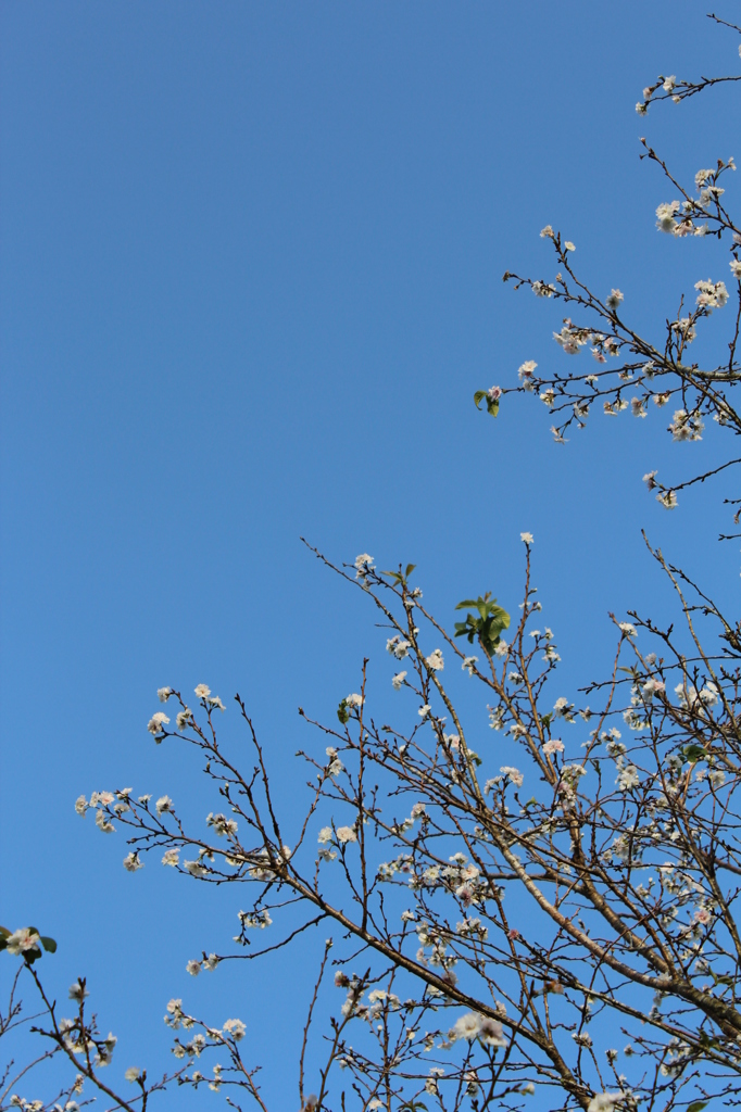 １０月桜その１