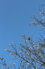 １０月桜その１
