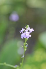 揺れないでマツバウンラン！！①