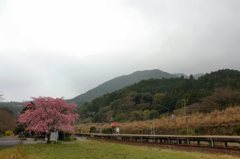 枝垂桜その４