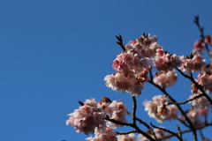 ２０１９春探し（寒桜）①