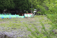 藤まつり②
