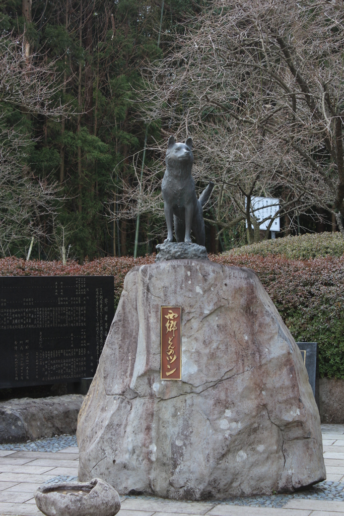 西郷どんのツン①