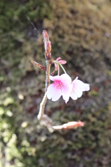寒桜その３