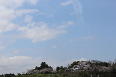 歴史資料館と桜①