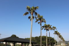 ずらりとワシントンヤシ②