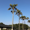 ずらりとワシントンヤシ②