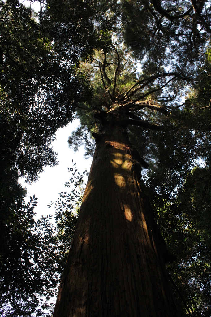 巨大なスギ（暗）
