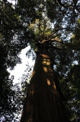 巨大なスギ（暗）