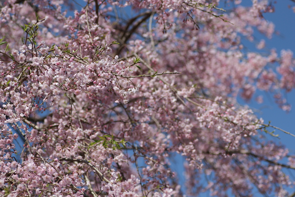 枝垂桜③