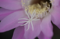女王花と働き花
