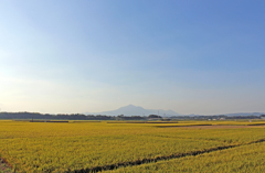 稲穂と霧島その１