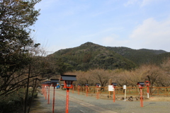 藤川天神（臥竜梅）⑨