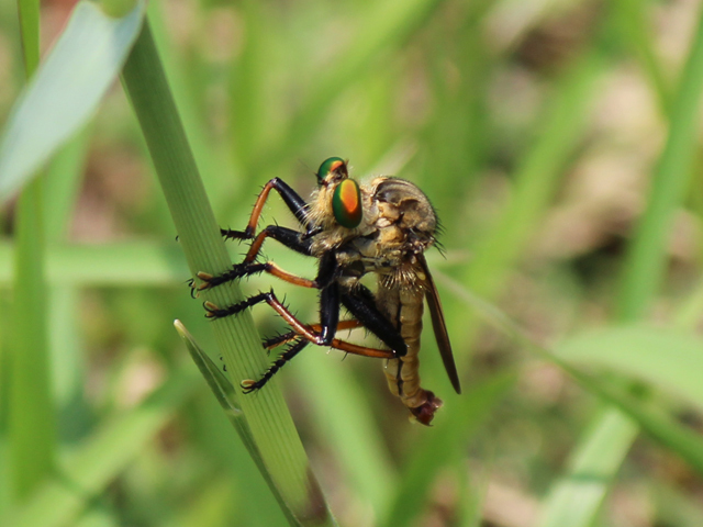おんぶしてる？