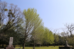 公園で緑をパチリ②