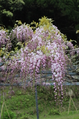 藤の花（ピンクバージョン）その１