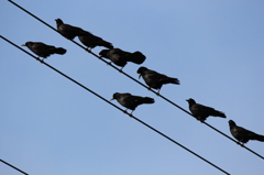 電線にカラスがいっぱいとまってさ③
