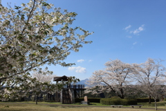 くまそ広場の桜⑤